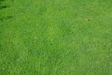 Green green grass