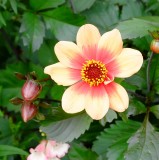 Flower at Highclere Castle (Downton Abbey)