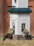 Feeding at the White House