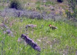 And a Red Fox
