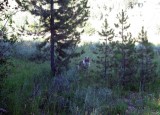 Skye Lea at Mill Canyon Campground 