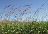 Grass Beside the Blackfoot River