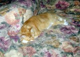Kittie Kittie on Larrys Bed