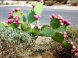 Prickly pear fruit