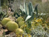 Barrel Cactus and Blue Agave