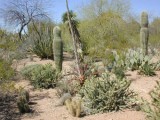 Desert scene at the Botanical Gardens