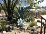 Blue Agave and Centruy plant