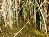 Marsh