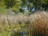 Marsh