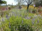 Desert Lupines