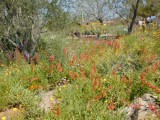 Wildflower scene