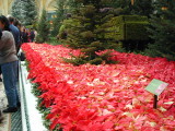 Pointsettia Display inside the Bellagio Atrium