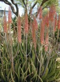 Another type of Aloe/Botanical Gardens