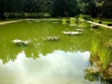 Eden Gardens State Park/Goldfish pond