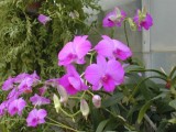 Orchids at the I.U. Greenhouse