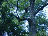 There is a huge hawk sitting in this tree but hes kind of hard to see