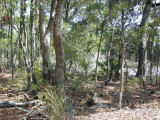 A wooded path at Wormsloe