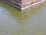 Small Aligators live in the Moat