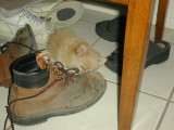 Amongst the shoes