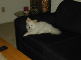 Poppy