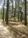 Friendly pines area