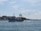 Fishing Boat Returns - With Gulls