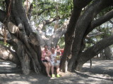 Lahina Banyan Tree