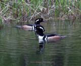 Two Male Hooded Mergansers