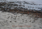 Newport Beach with Ruddy Turnstones and Sanderlings