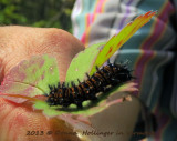  Baltimore Checkerspot Caterpillar!