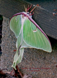 Actias luna moth