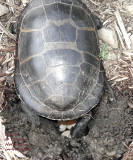 Painted Turtle lays eggs in my garden