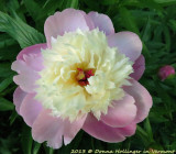 Peony