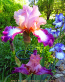 Peach with yellow fuzz Iris II