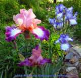 Peach with yellow fuzz Iris I