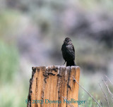 Female Redwing Blackbird with a Dragonfly