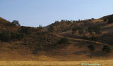 Golden California Hills