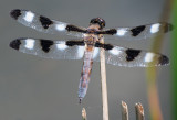 Twelve-Spotted Skimmer