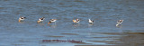 5 of 6 Avocets in Breeding Plumage