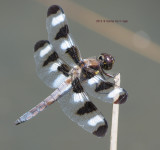 12 Spotted Skimmer (male) Libellula pulchella