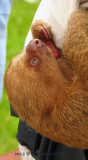 Closeup of Baby Sloths Head