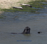  A Scarred Elephant Seal and A Young Elephant Seal