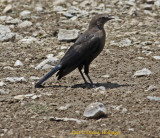 Female Brewers Blackbird (Euphagus cyanocephalus)