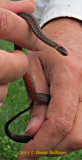Peter found a Red-Bellied Snake