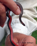 Red Bellied Snake from the Toolshed Garden