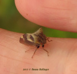 Leafhopper on my finger