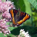 Milberts Tortoiseshell today (Nymphalis milberti)