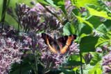 Milberts Tortoiseshell yesterday (Nymphalis milberti)