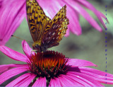 Aphrodite Fritillary on Echinacea