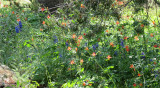 Columbine and Other Wildflowers at Tuolumn Meadows